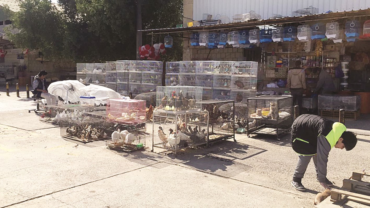 u062fu062cu0627u062c u0648u0635u064au0635u0627u0646 ...u0644u0644u0628u064au0639 u0641u064a u0633u0648u0642 u0627u0644u0631u064a