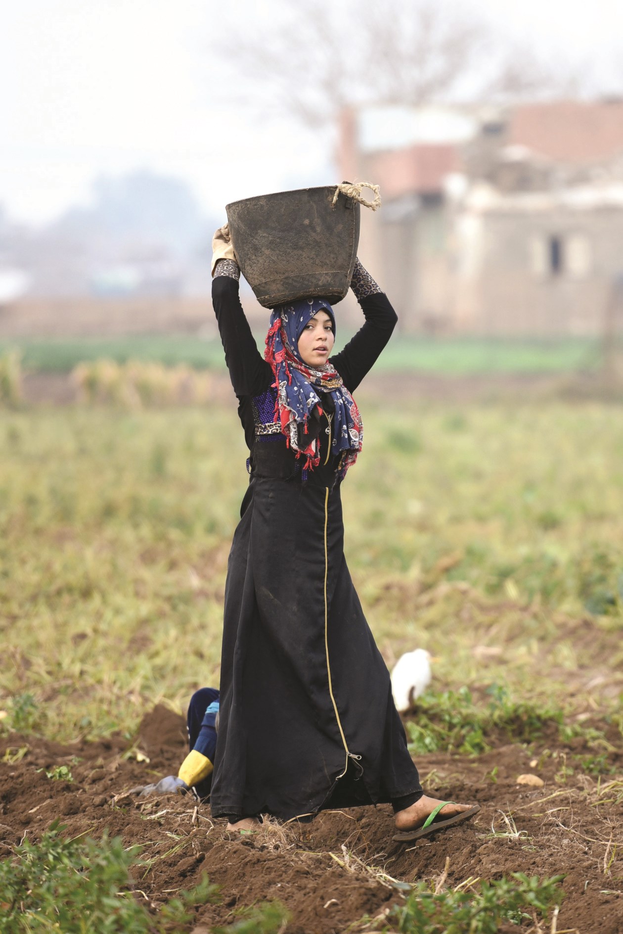 u0645u0632u0627u0631u0639u0629 u0645u0635u0631u064au0629 u062au062du0645u0644 u0627u0644u0628u0637u0627u0637u0627 u0628u0639u062f u062cu0645u0639u0647u0627 u0641u064a u0645u0646u0637u0642u0629 u0634u0645u0651u0627 u0641u064a u0627u0644u0645u0646u0648u0641u064au0629   (u0627 u0641 u0628)