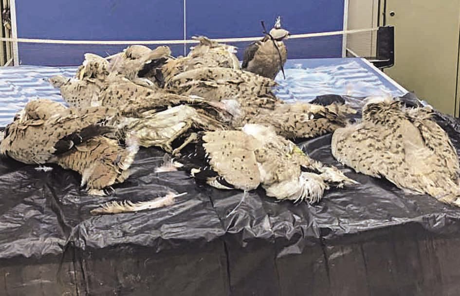 u0627u0644u0637u064au0648u0631 u0627u0644u0645u0636u0628u0648u0637u0629