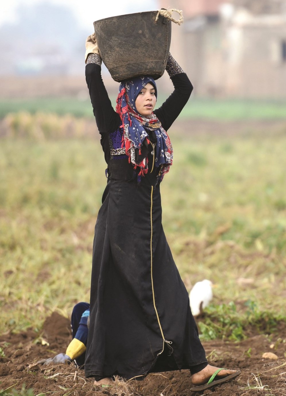 u0645u0632u0627u0631u0639u0629 u0645u0635u0631u064au0629 u062au062du0645u0644 u0627u0644u0628u0637u0627u0637u0627 u0628u0639u062f u062cu0645u0639u0647u0627 u0641u064a u0645u0646u0637u0642u0629 u0634u0645u0651u0627 u0641u064a u0627u0644u0645u0646u0648u0641u064au0629   (u0627 u0641 u0628)