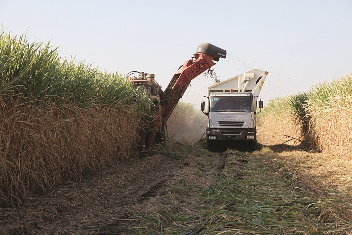 جانب من مزارع شركة سكر كنانة