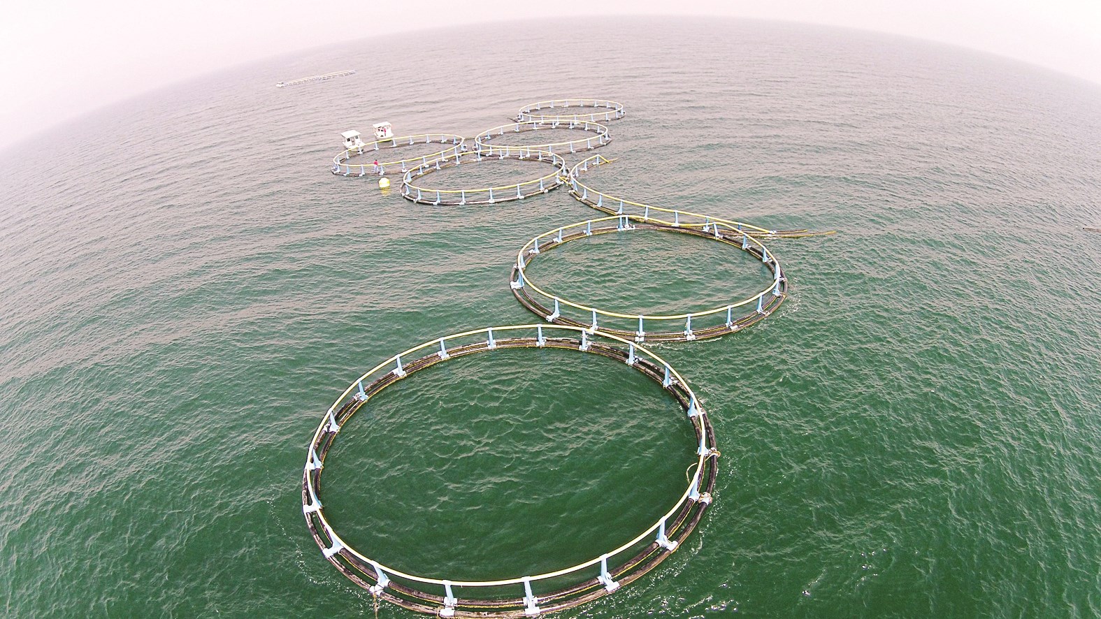 مشروع جزيرة بوبيان لاستزراع أسماك وكائنات بحرية