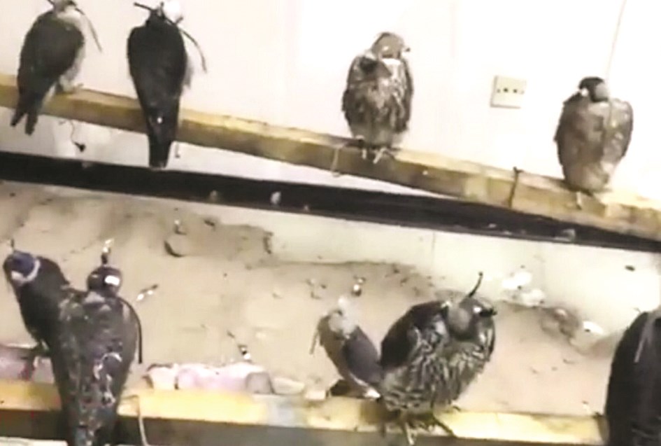 u0639u062fu062f u0645u0646 u0627u0644u0635u0642u0648u0631 u0627u0644u0645u0636u0628u0648u0637u0629