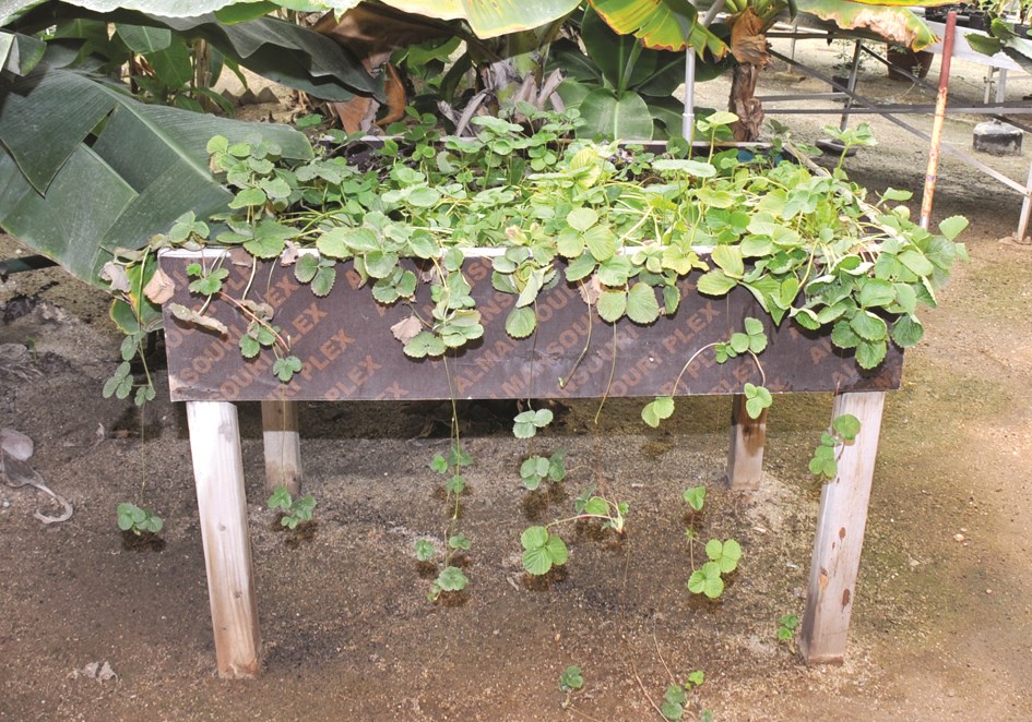 زراعة حوضية بدون تربة