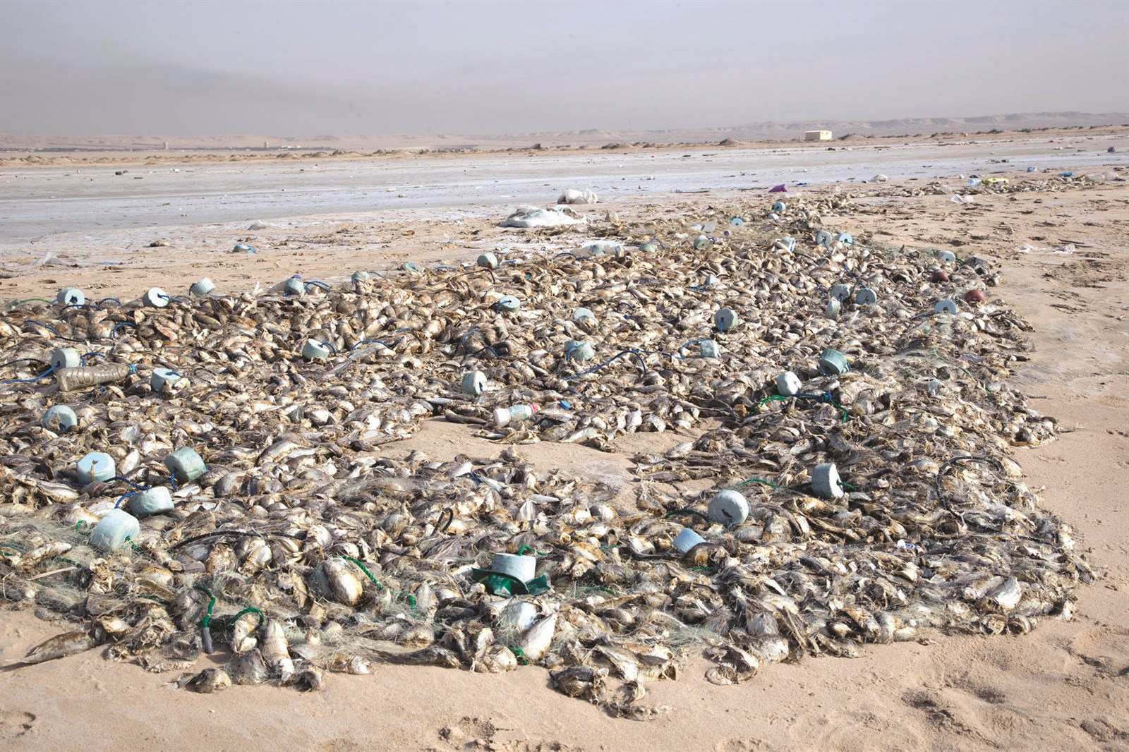 u0627u0644u062cu0645u0647u0648u0631 u0627u0644u0639u0631u0628u064a u064au0631u0649 u0623u0646 u0646u0641u0648u0642 u0627u0644u0623u0633u0645u0627u0643 u0641u064a u0627u0644u0643u0648u064au062a u0645u0633u0624u0648u0644u064au0629 u062du0643u0648u0645u064au0629