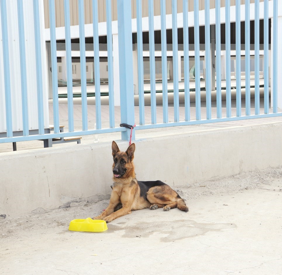 كلب للبيع مربوط بسور السوق المغلق