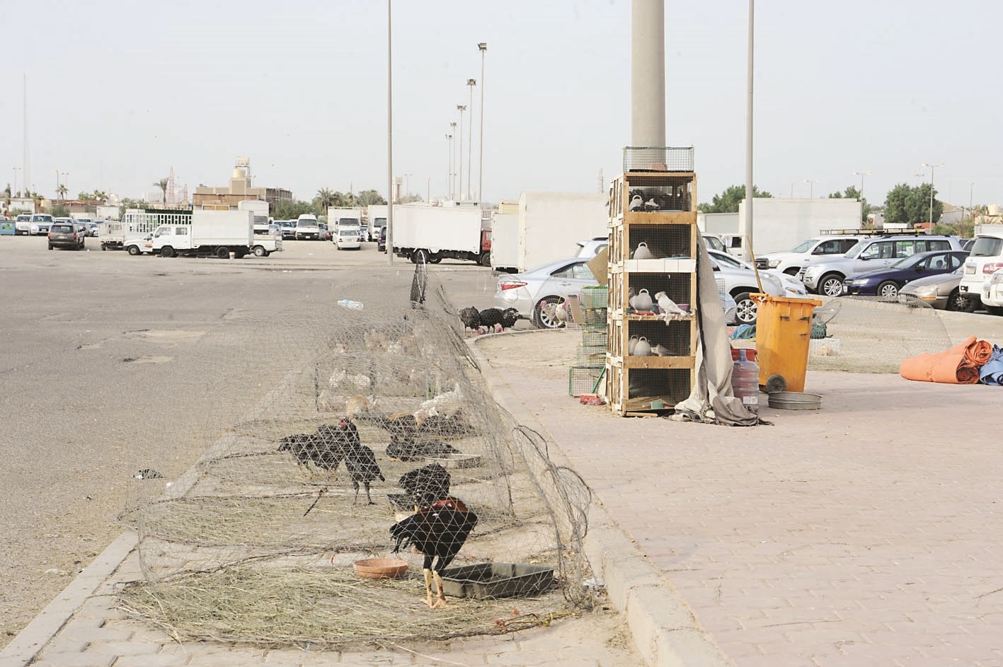 أقفاص الطيور تعيق الحركة