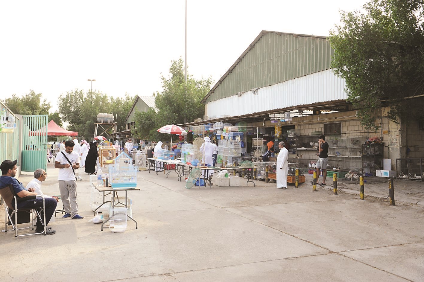 u0647u0648u0627u0629 u0627u0644u0637u064au0648u0631 u064au0628u064au0639u0648u0646u0647u0627 u0641u064a u0627u0644u0634u0627u0631u0639 u0628u0639u062f u0625u063au0644u0627u0642 u0627u0644u0633u0648u0642 u0627u0644u0645u062eu0635u0635 u0644u0647u0645