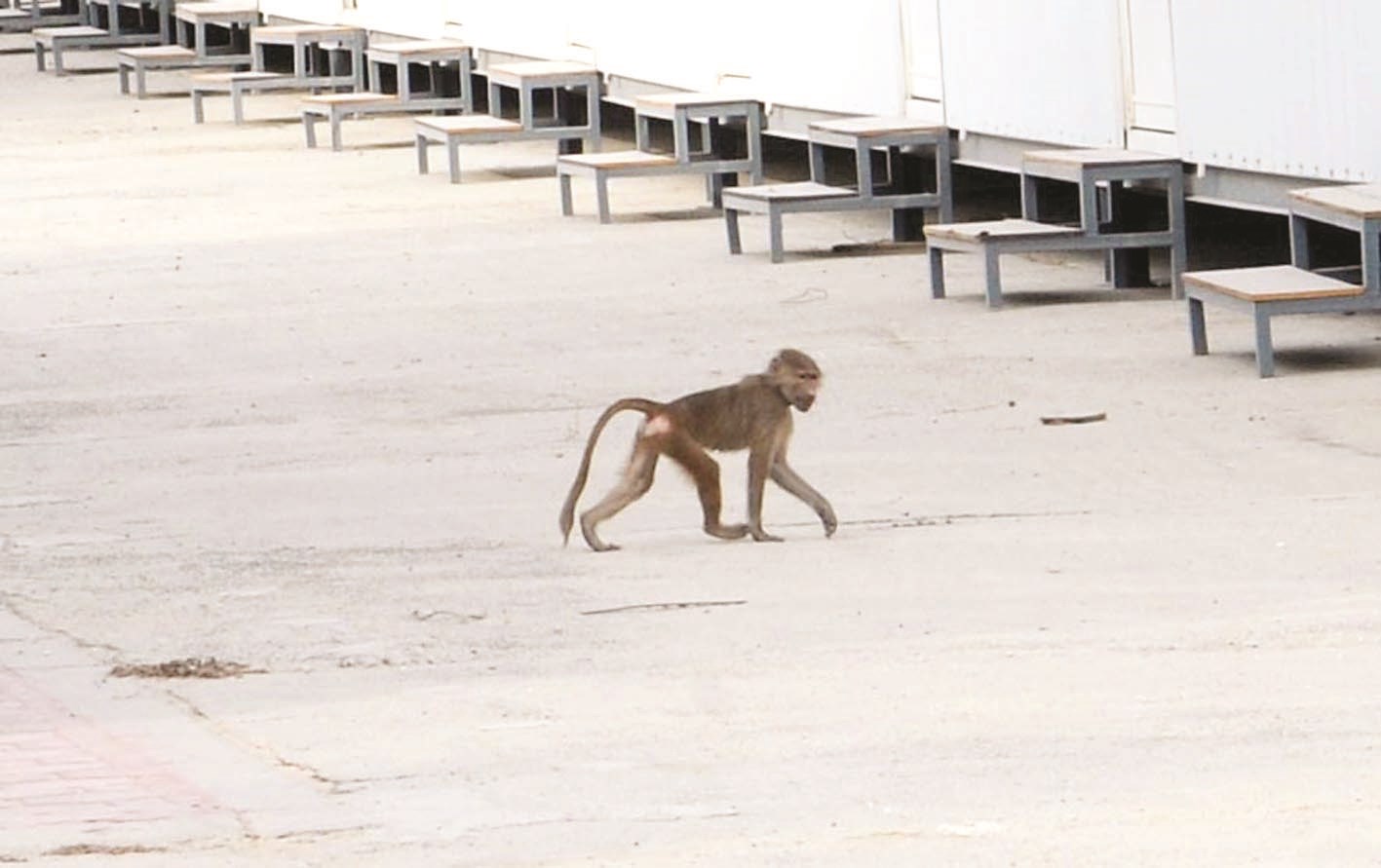 قرد هرب من صاحبه ويتجول في السوق