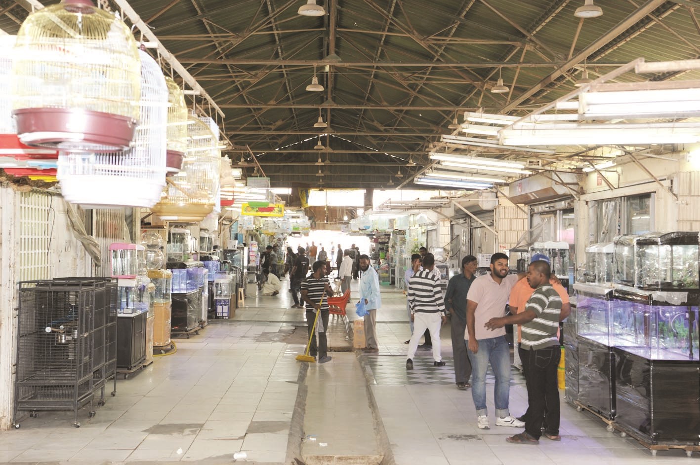 سوق الطيور بلا تنظيم