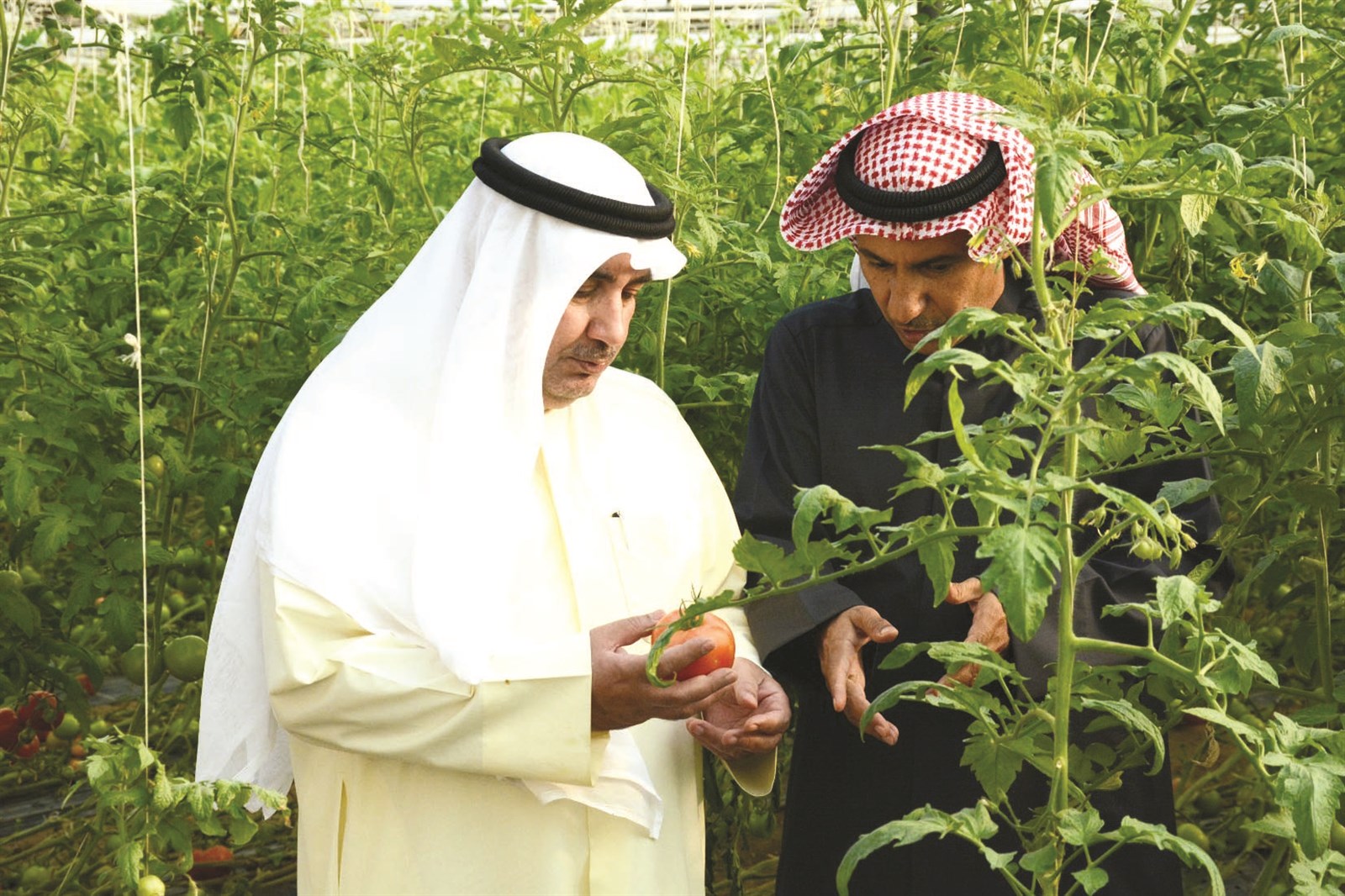 تفقد أحد المنتجات الزراعية