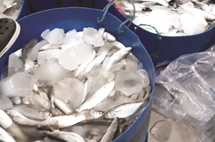 u00abu0627u0644u0645u064au062fu00bb u0633u064au0645u0646u0639 u0635u064au062fu0647 6 u0623u0634u0647u0631