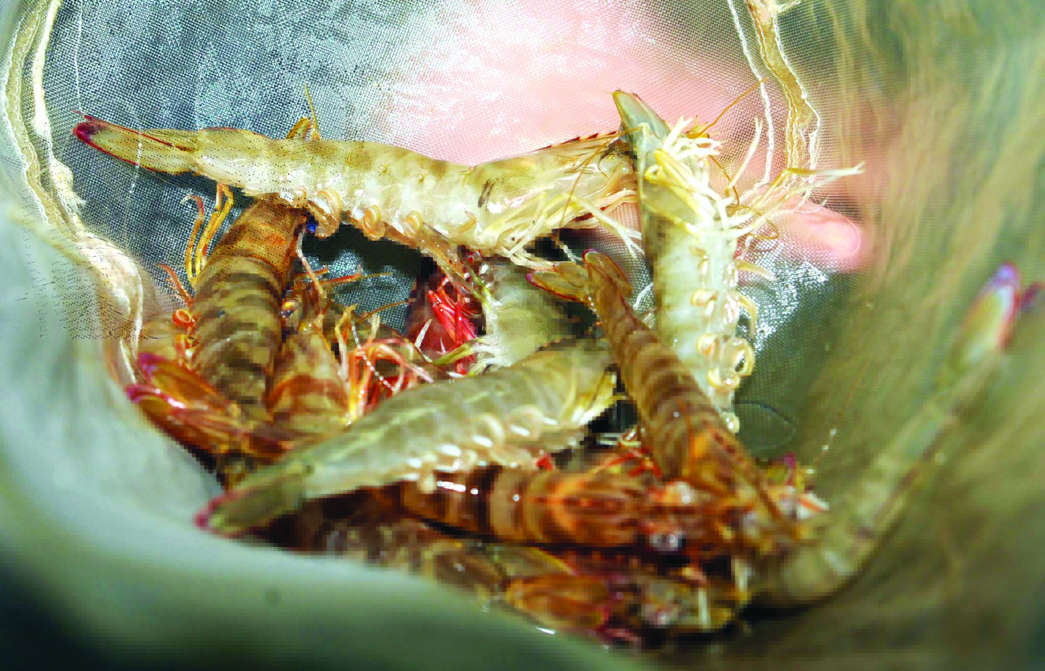 روبيان من استزراع معهد الأبحاث