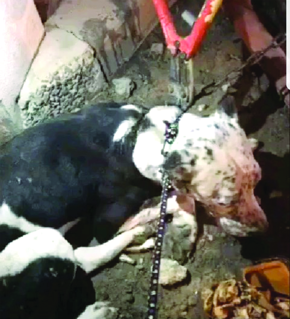 كلب تركه صاحبه مربوطاً بسلسلة حديد ضيقة أنقذه نشطاء