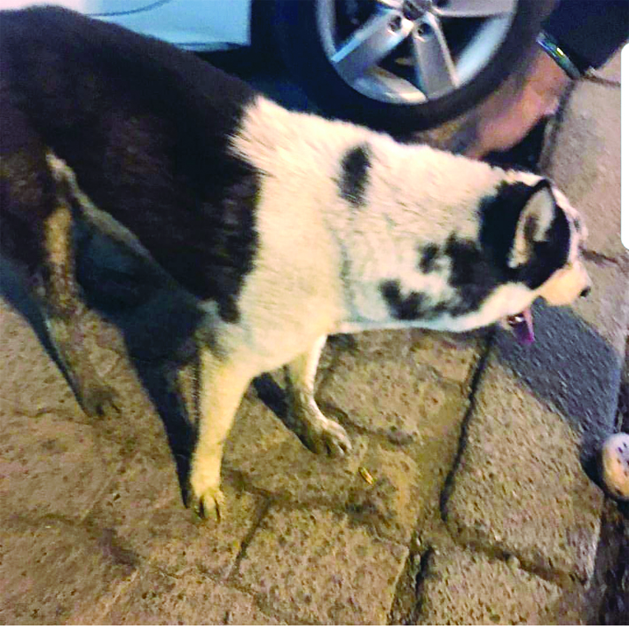 كلب مريض ألقى به صاحبه في سوق الطيور ورحل