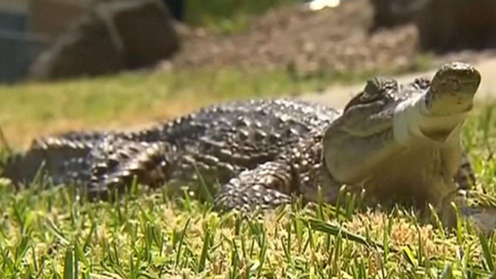 u0627u0644u062au0645u0633u0627u062d u0627u0644u0630u064a u0639u062bu0631 u0639u0644u064au0647 u0641u064a u0634u0648u0627u0631u0639 u0645u0644u0628u0648u0631u0646 (u0633u0643u0627u064a u0646u064au0648u0632 u0627u0644u0628u0631u064au0637u0627u0646u064au0629)