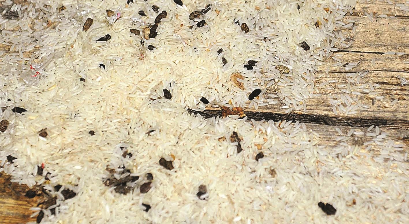 براز فئران مختلط مع المواد الغذائية