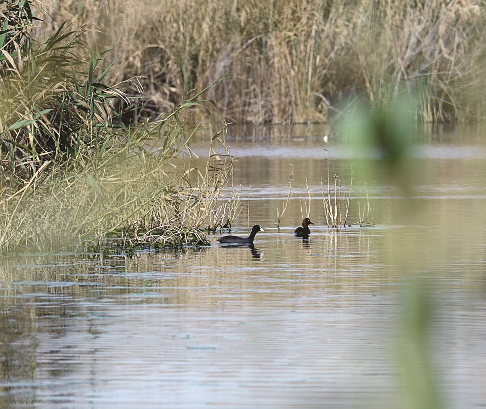 بط الأغر يسبح في بركة المحمية