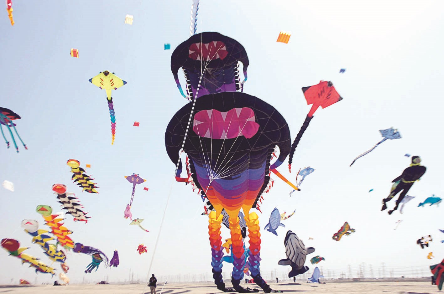 أشكال وأحجام مختلفة