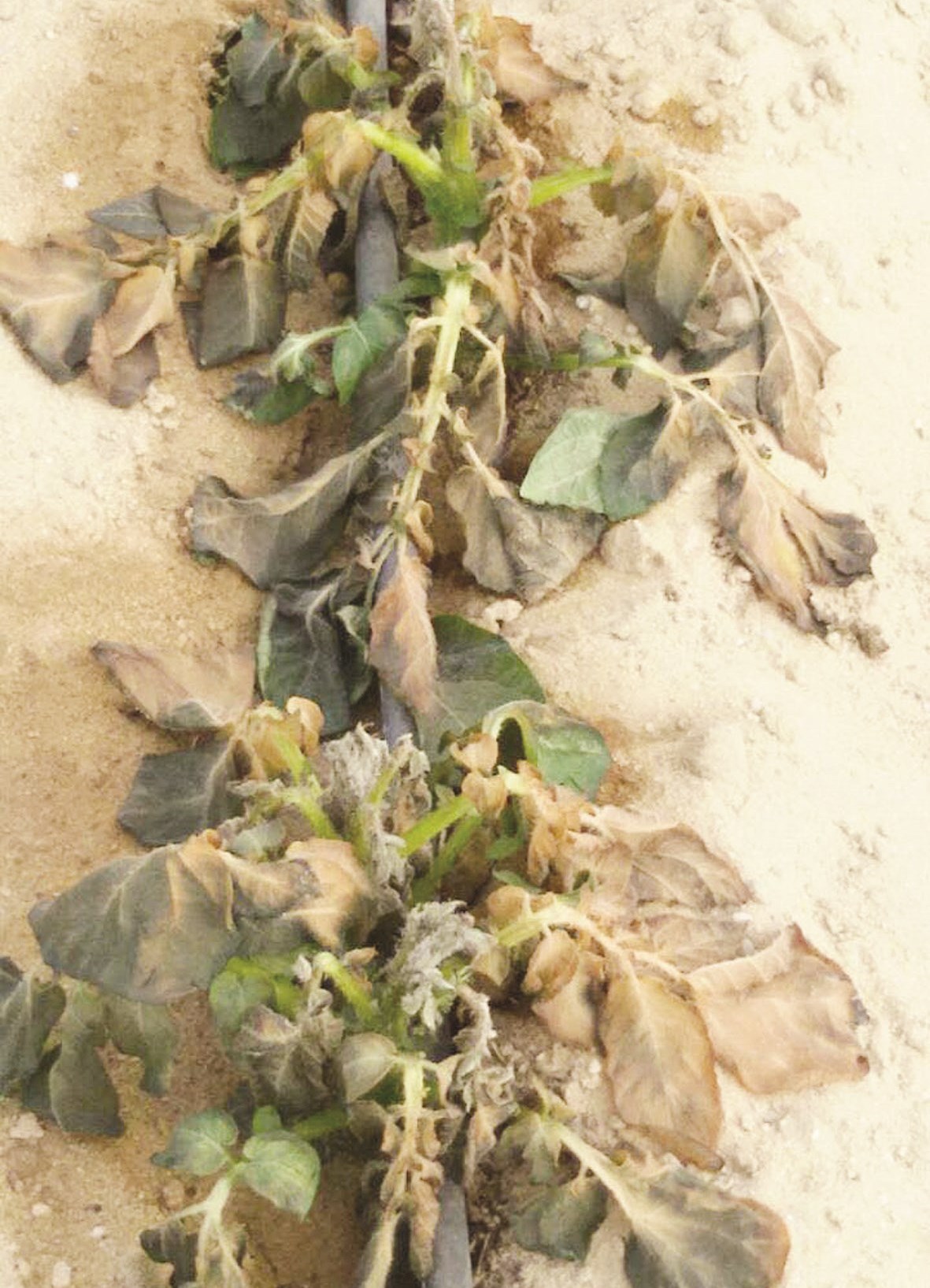 محاصيل تالفة