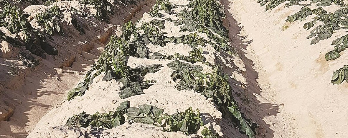 u0627u0644u0635u0642u064au0639 u064au062au0644u0641 u0627u0644u0645u0632u0631u0648u0639u0627u062a