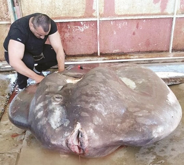 u00abu0633u0645u0643u0629 u0634u0645u0633 u0627u0644u0645u062du064au0637u00bb