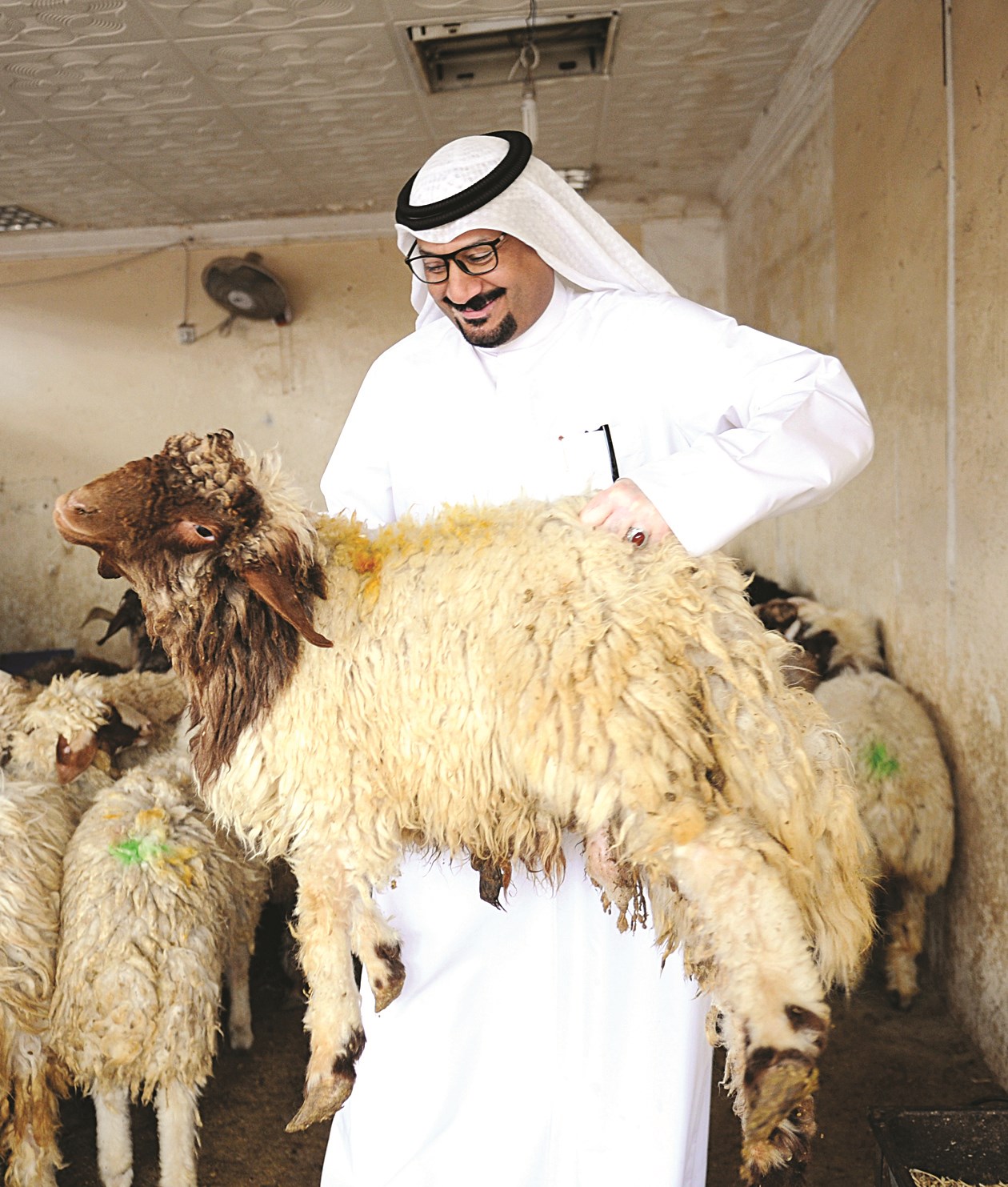 الخرفان متوفرة