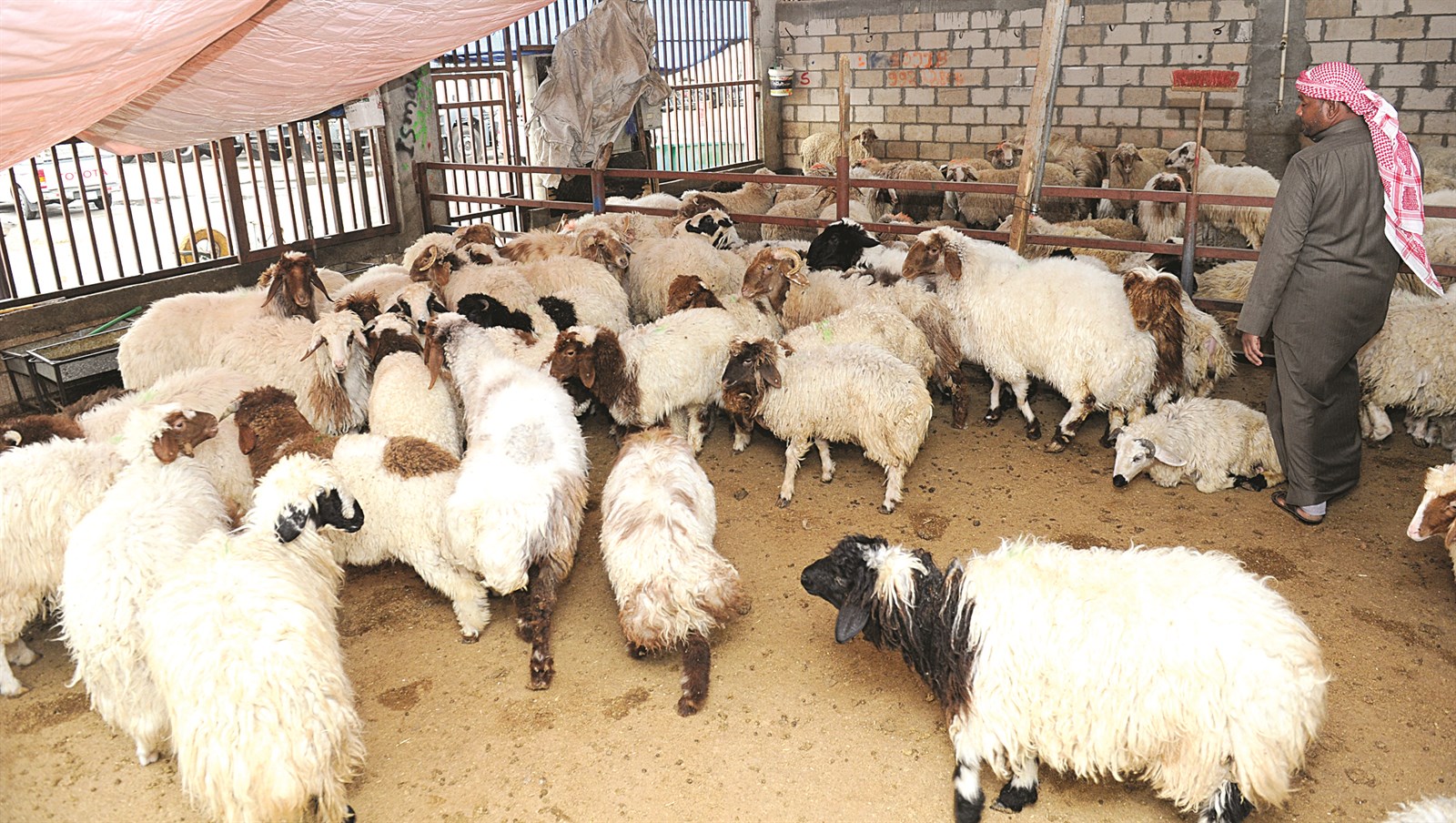 الأغنام في الكويت... وفرة ولا احتكار