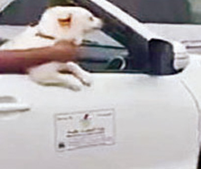 u0627u0644u0643u0644u0628 u0641u064a u0633u064au0627u0631u0629 u0648u0632u0627u0631u0629 u0627u0644u0643u0647u0631u0628u0627u0621 u0648u0627u0644u0645u0627u0621