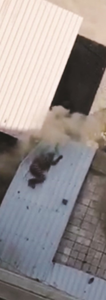 ... وكاميرا المعزبة تُوثق سقوطها