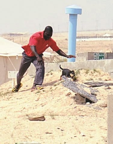 هروب الجرو من قبضة العامل