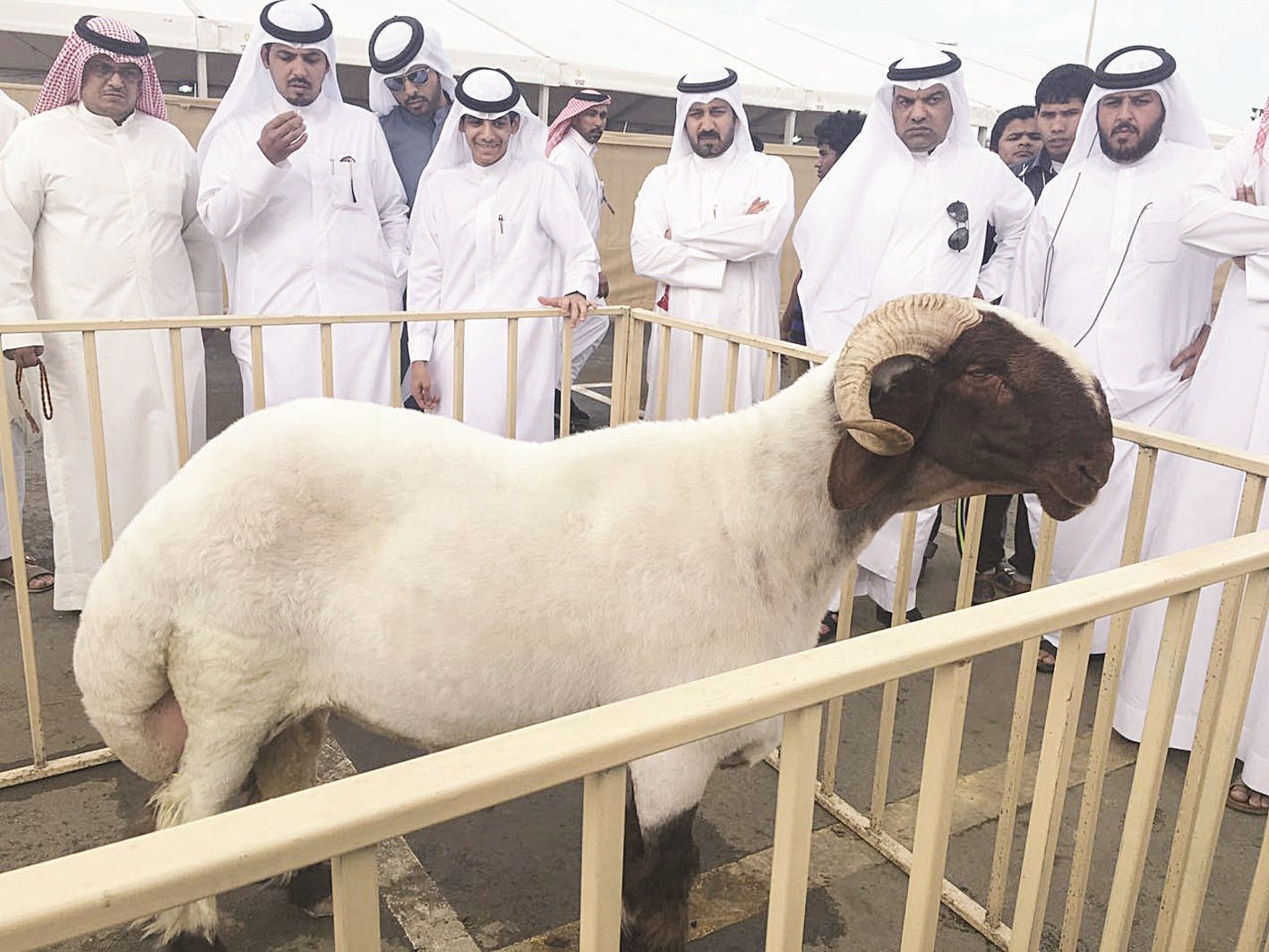 u00abu0627u0644u0641u062du0644 u0627u0644u062du0635u0627u0646u00bb u062du0635u062f u0627u0644u0645u0631u0643u0632 u0627u0644u062bu0627u0646u064a