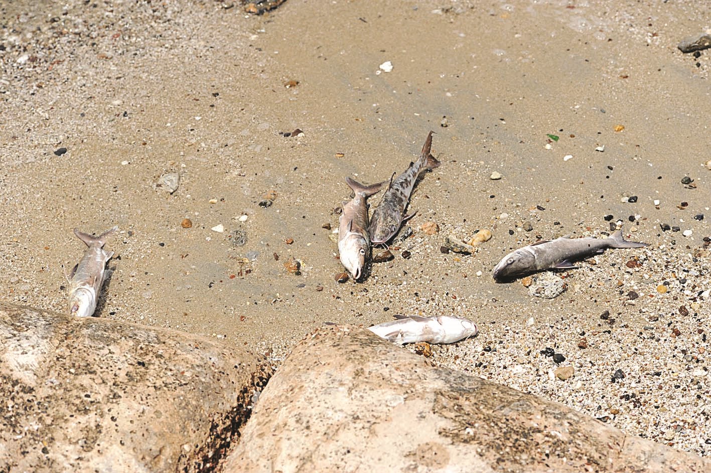 u0647u0644 u0633u064au062au0648u0642u0641 u0646u0641u0648u0642 u0627u0644u0623u0633u0645u0627u0643u061f