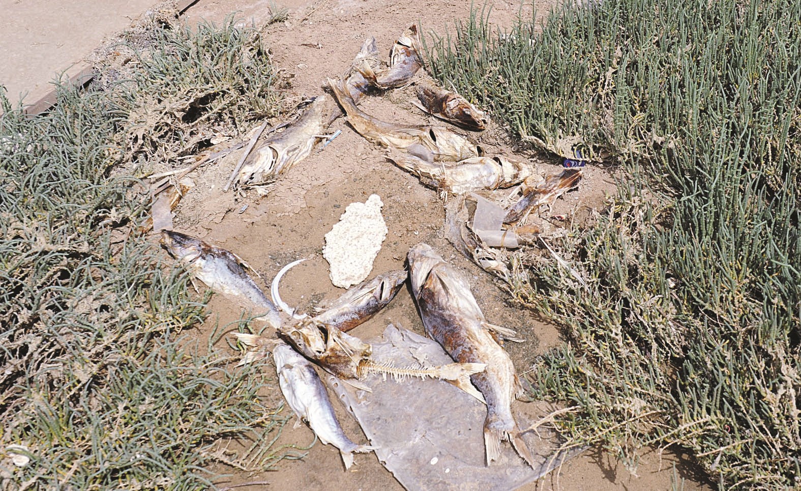 u0627u0644u062cu0647u0627u062a u0627u0644u0631u0633u0645u064au0629 u0644u0627u062au0632u0627u0644 u062au062au0642u0627u0630u0641 u0627u0644u0645u0633u0624u0648u0644u064au0627u062a u0628u0634u0623u0646 u0627u0644u0646u0641u0648u0642