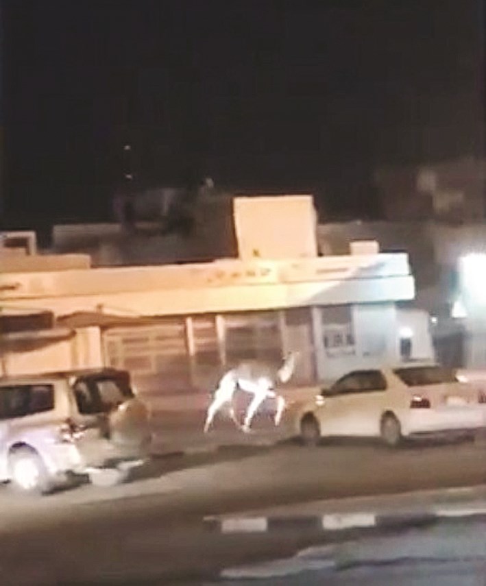 u0627u0644u0646u0627u0642u0629 u0627u0644u0634u0627u0631u062fu0629