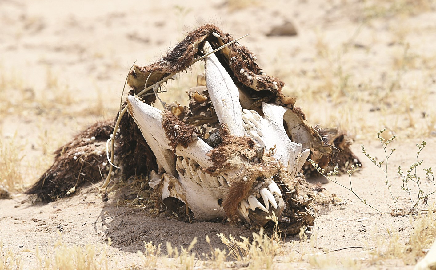 عظام جمجمة بقرة