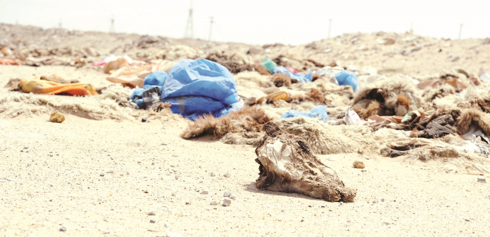 بقايا رأس مع جلود