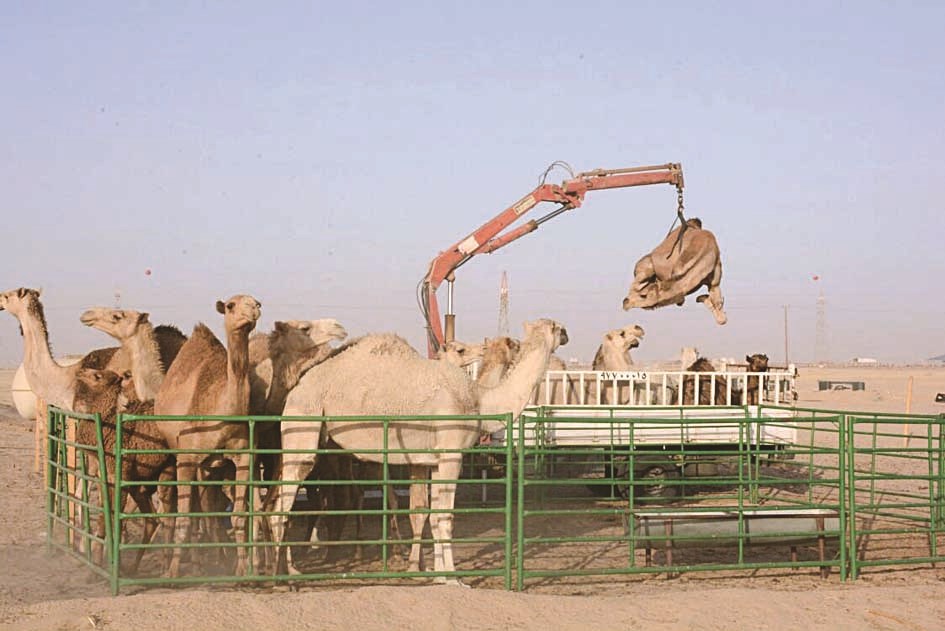 u0645u0635u0627u062fu0631u0629 u062cu0645u0644 u064au0645u0644u0643u0647 u0623u062du062f u0627u0644u0631u0639u0627u0629 u0627u0644u0645u062eu0627u0644u0641u064au0646