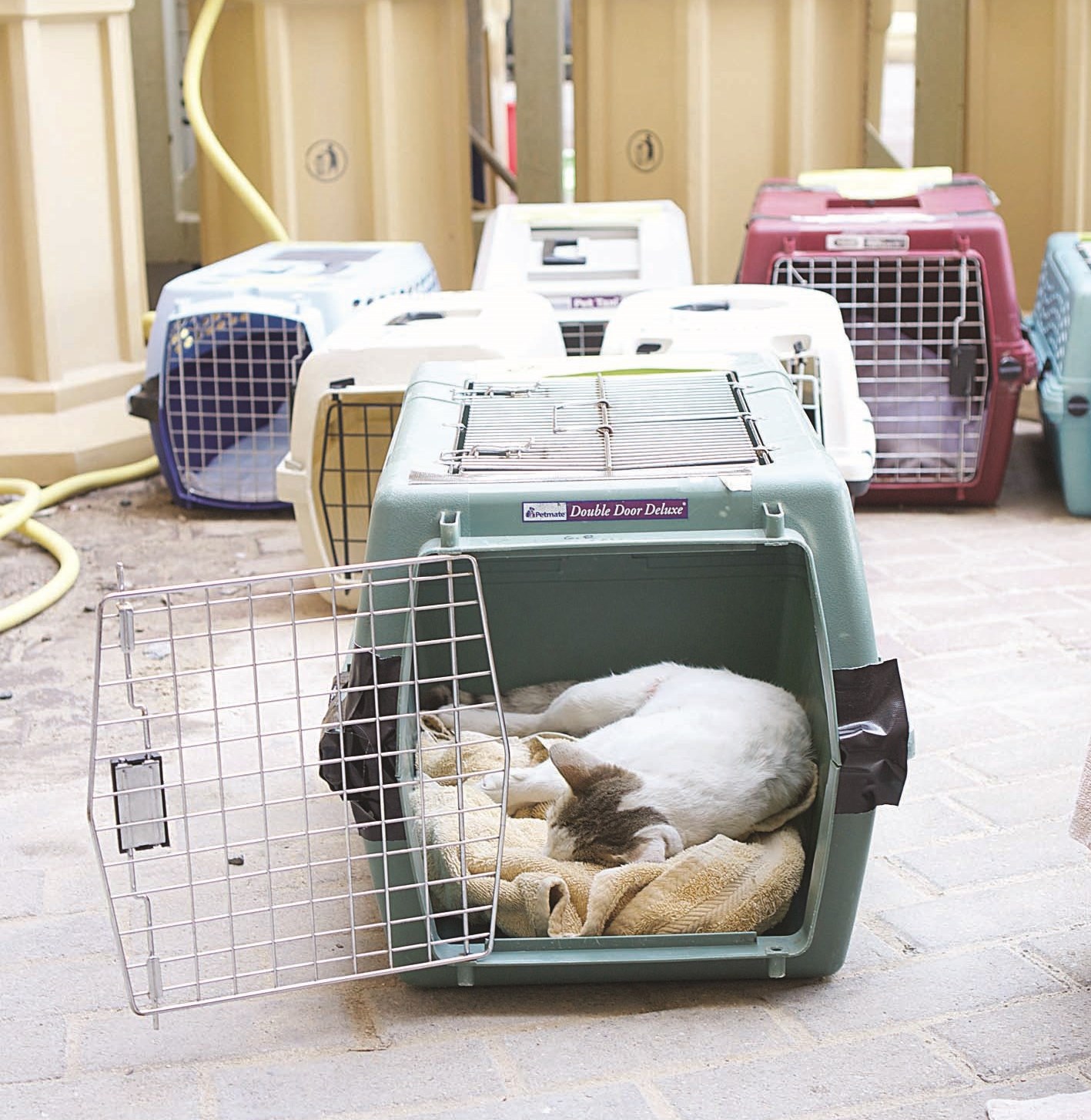 قطط لا تعلم محطتها المقبلة