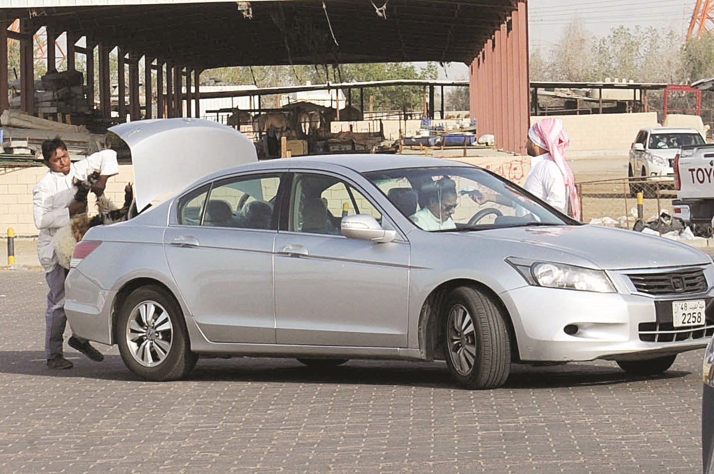 بيع ماشية في مواقف السيارات