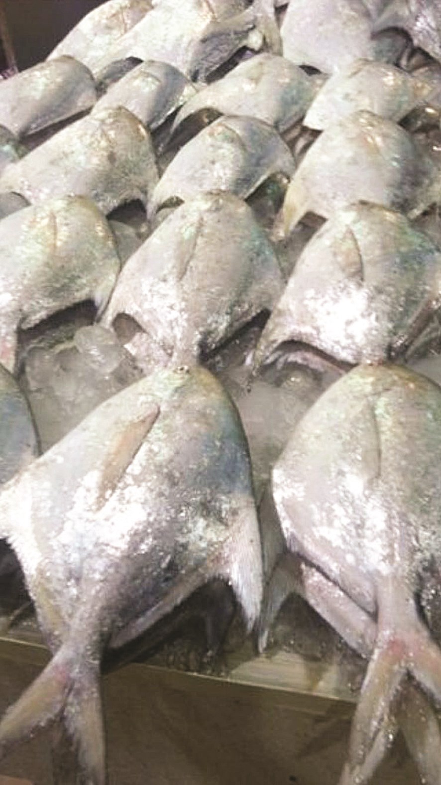 u0627u0644u0632u0628u064au062fu064a u0627u0644u0645u062du0644u064a u064au0646u0632u0644 u0627u0644u0633u0648u0642 u0627u0644u064au0648u0645