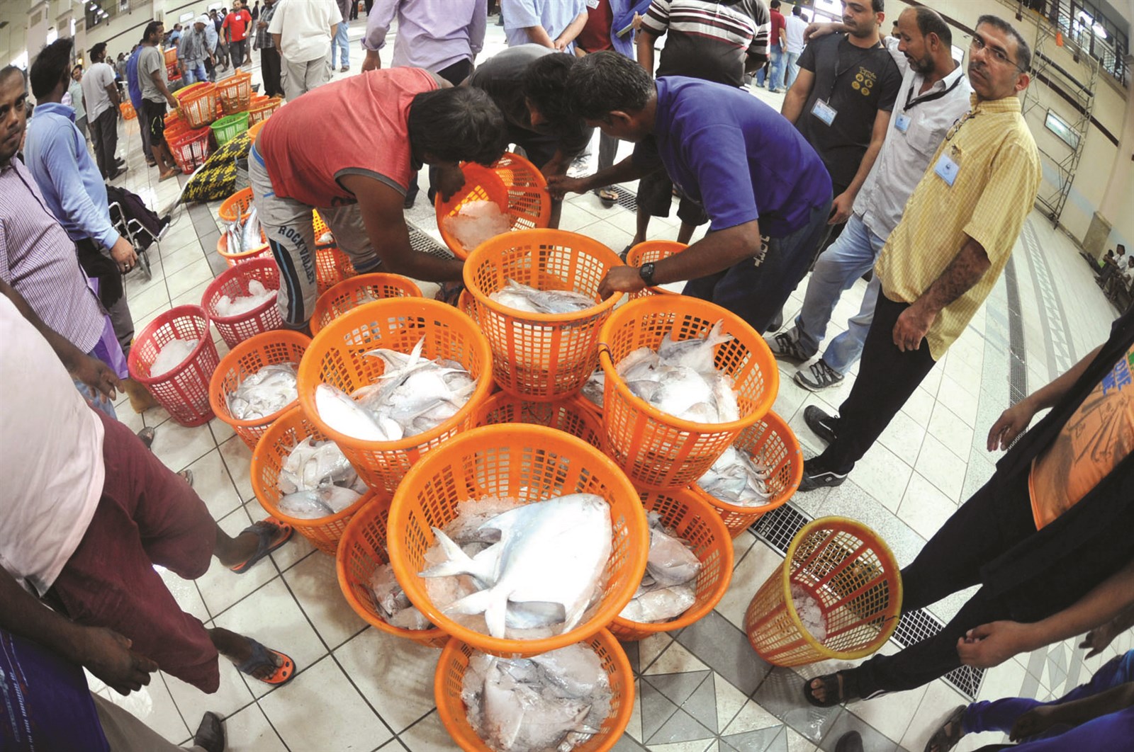 سلال سمك الزبيدي في أول أيام الصيد