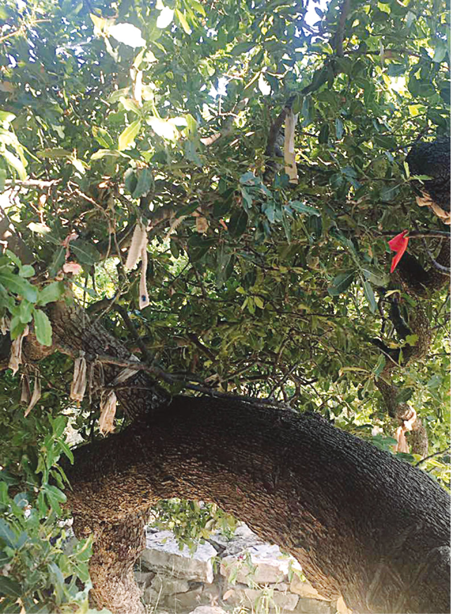 قطع من ثياب المرضى معلقة على غصونها أملاً في الشفاء