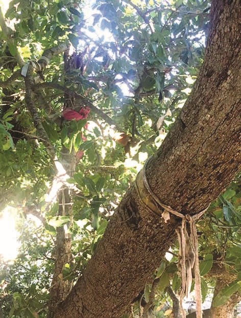 قطع قماش قديمة و«نذور» على الأغصان