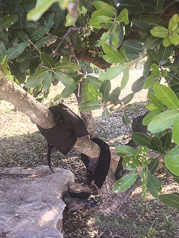 «شراطيط» حديثة العهد