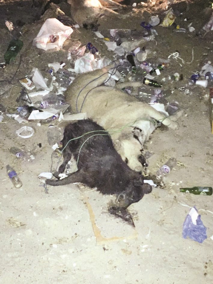 u0643u0644u0627u0628 u0646u0641u0642u062a u0641u064a u00abu0627u0644u0645u062cu0632u0631u0629u00bb u0644u064au0644u0627u064b