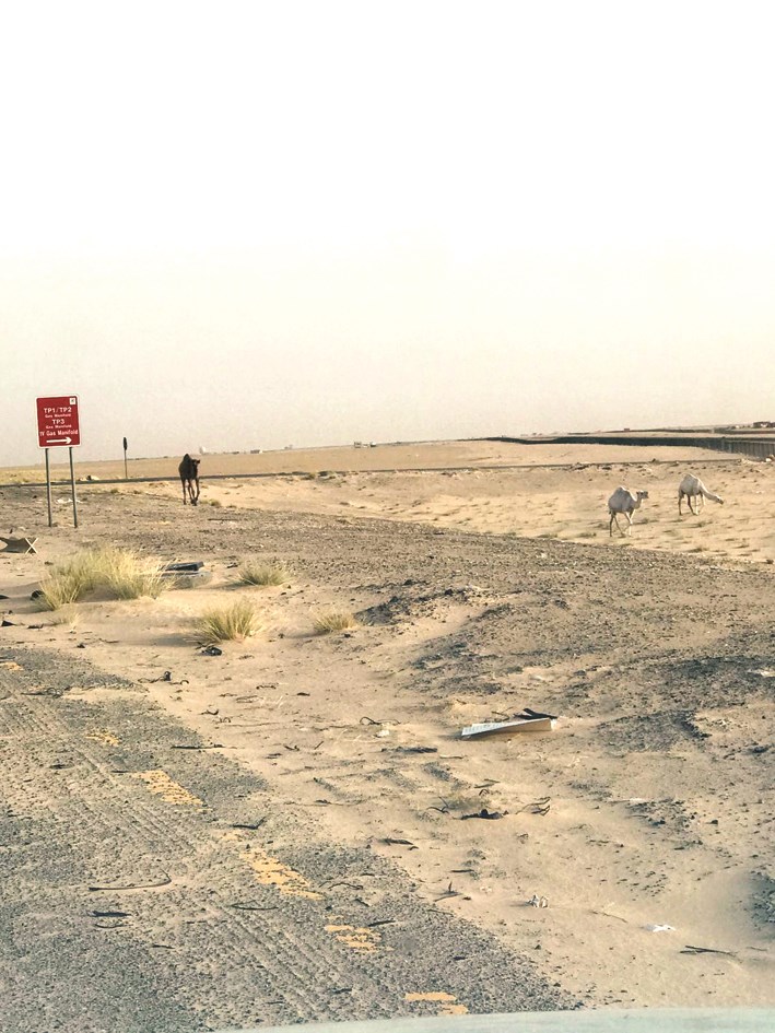 جمال ترعى في أحد الأماكن المحظورة