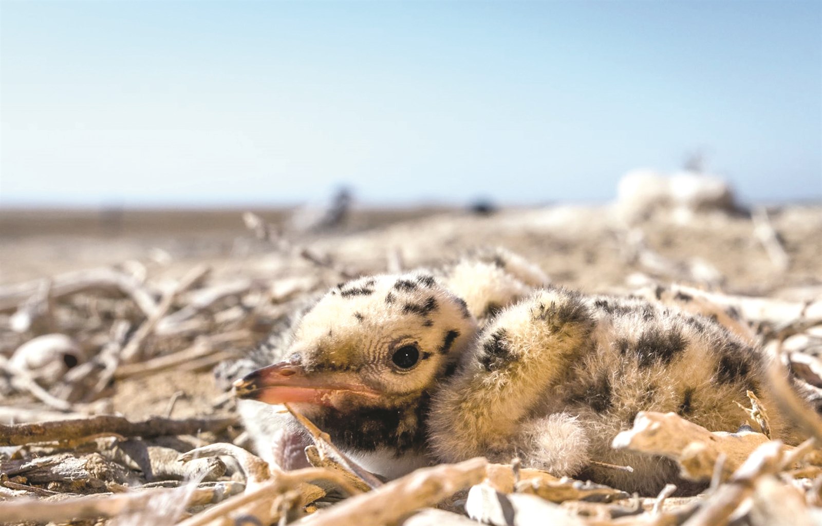 فرخ صغير... ولد على أرض «كُبّر»