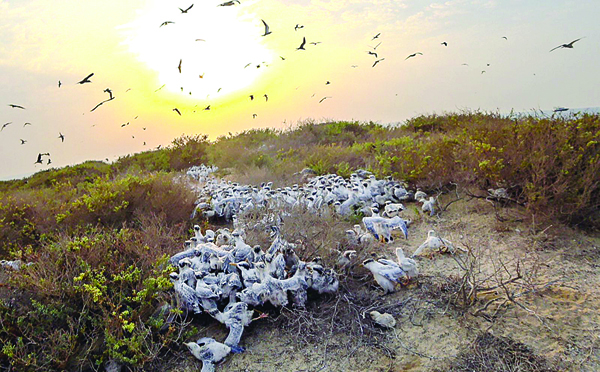 u0637u064au0648u0631 u0627u0644u062eu0631u0634u0646 u062au062au0641u0642u062f u0645u0648u0637u0646u0647u0627 u0639u0644u0649 u0627u0644u062cu0632u064au0631u0629