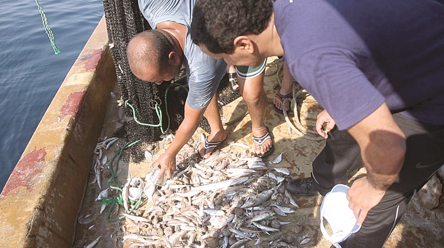 تفتيش على محصول